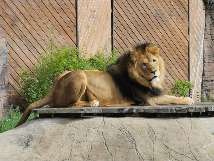 Colchester Zoo
