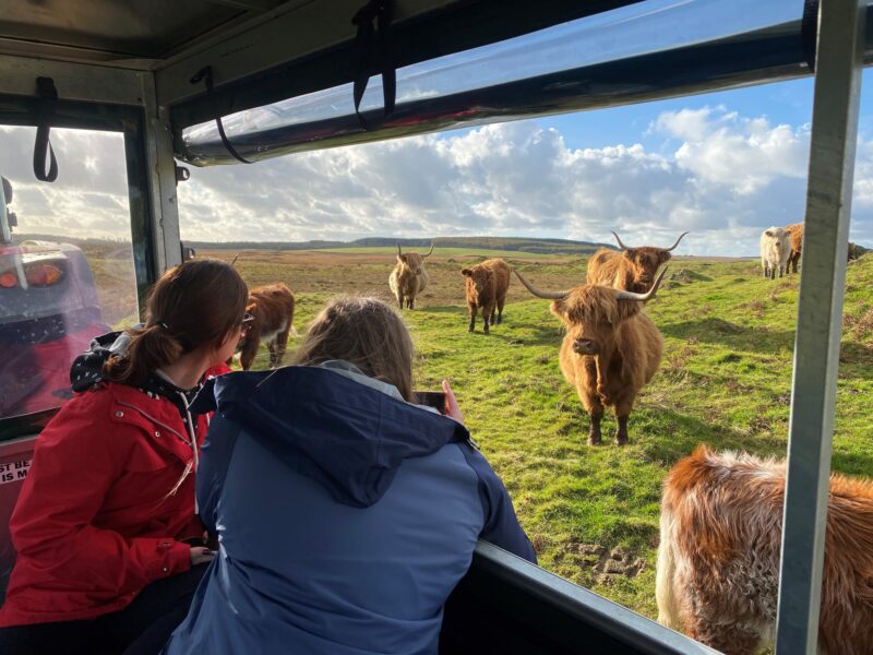 Kitchen Coos and Ewes