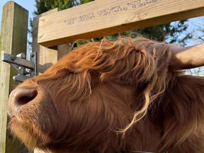 Highland Cow Cottage