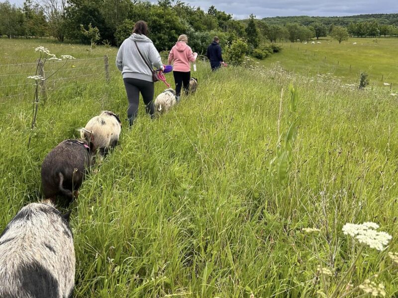 Stubby Pigs - Pig Walking
