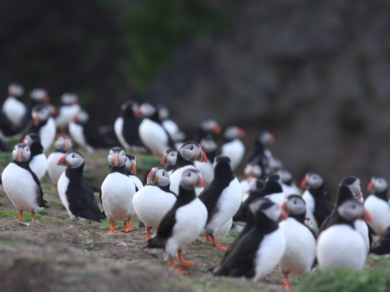 Skomer Island Day Trips