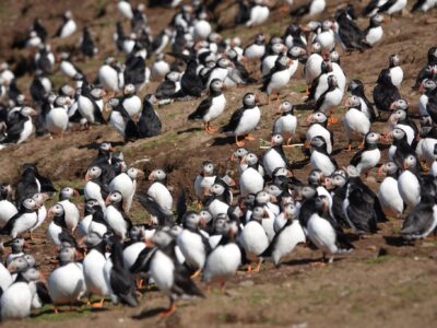 Skomer Island Day Trips