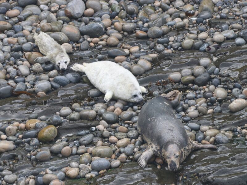 Skomer Island Day Trips